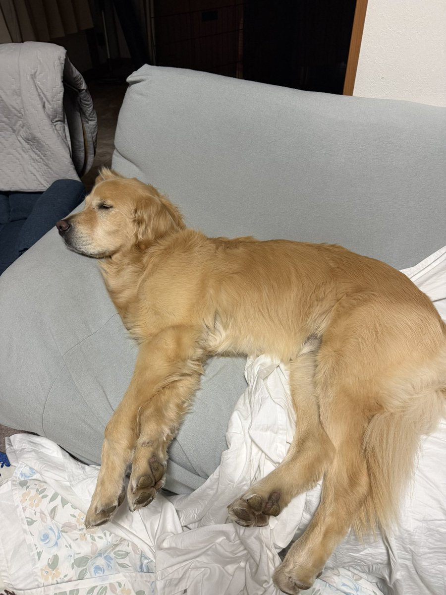レン🐶ゴールデンレトリバー tweet media