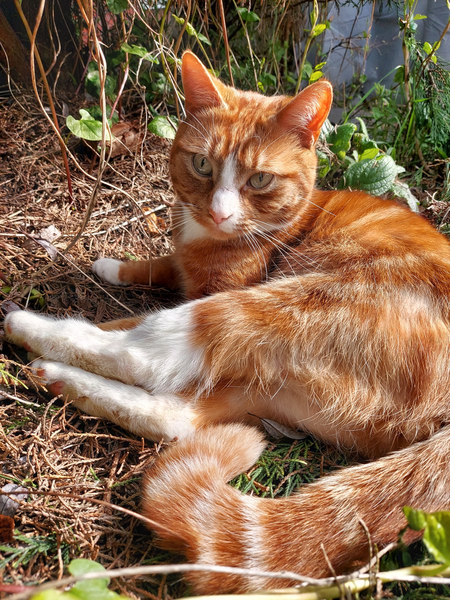 theBookDevourer tweet media