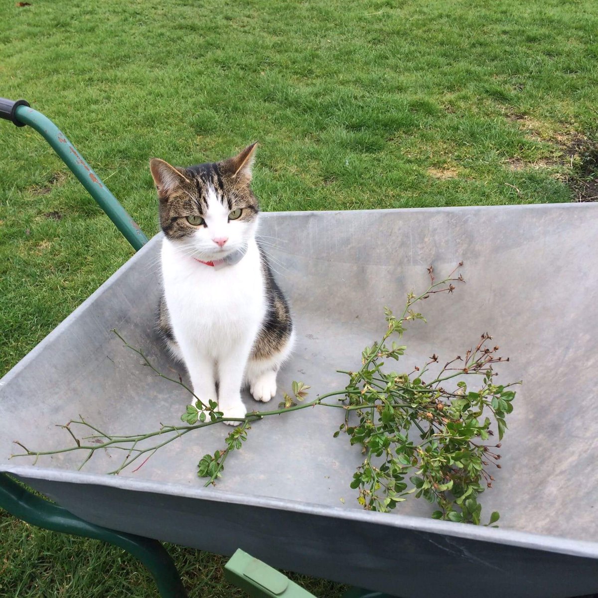 All about Steve tweet media