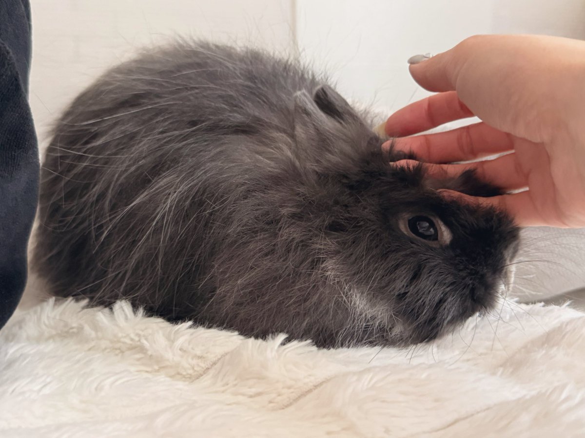 ミニレのマクちゃん (@defhx) on Twitter photo 