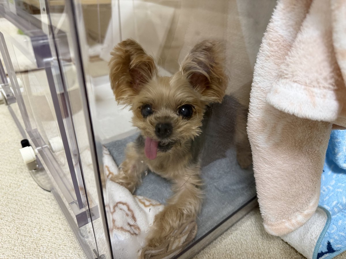 キキ🐶 tweet media