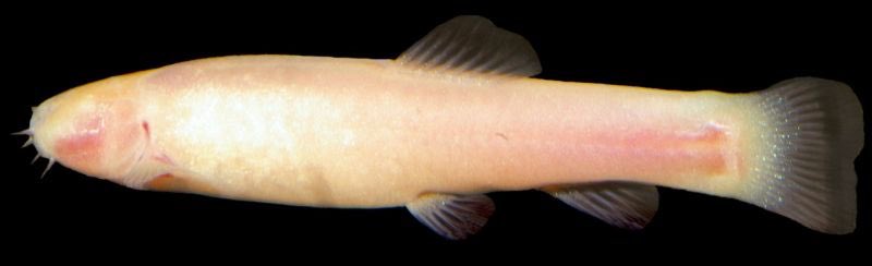 なめくじねこ sp. tweet media