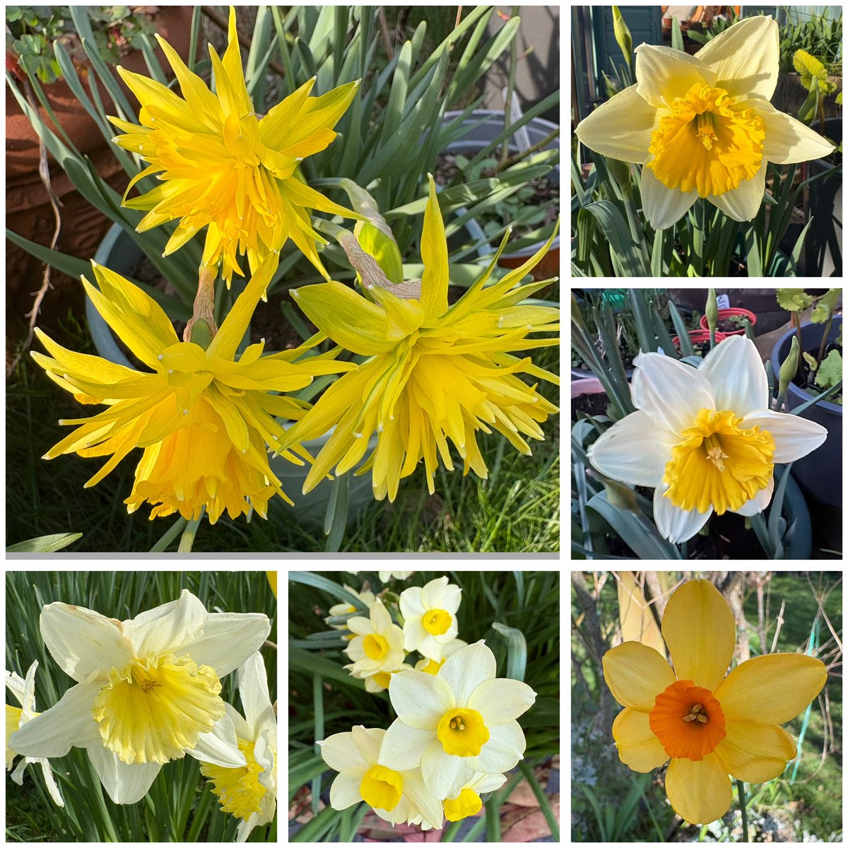 GrowHouseDave tweet media