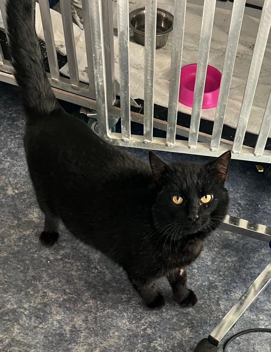 Cukura feja tweet media