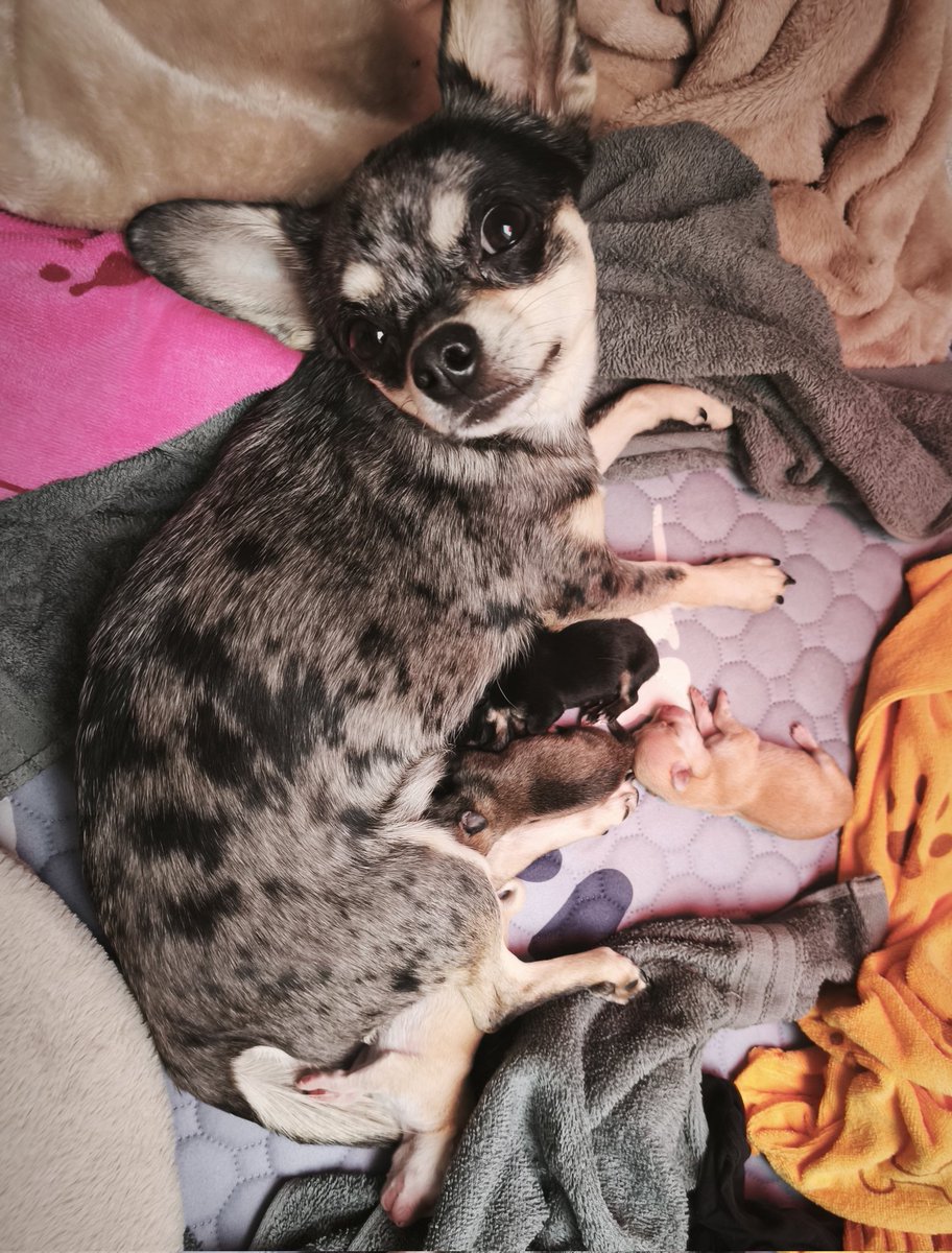 nicht noch eine maria tweet media