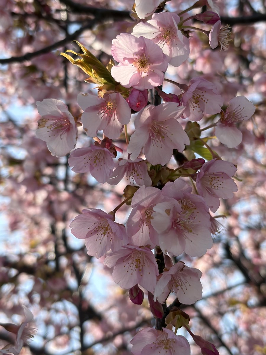 うずらちゃん tweet media