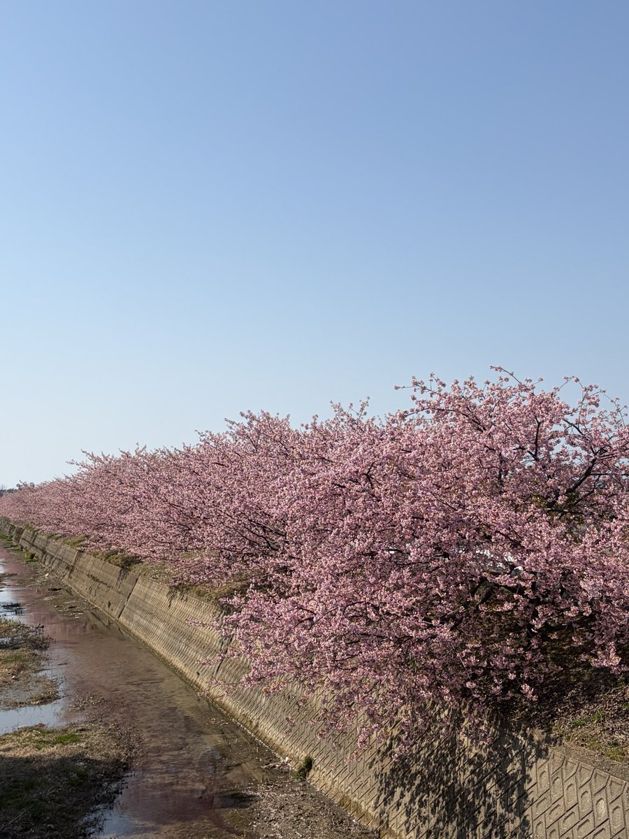 うずらちゃん tweet media