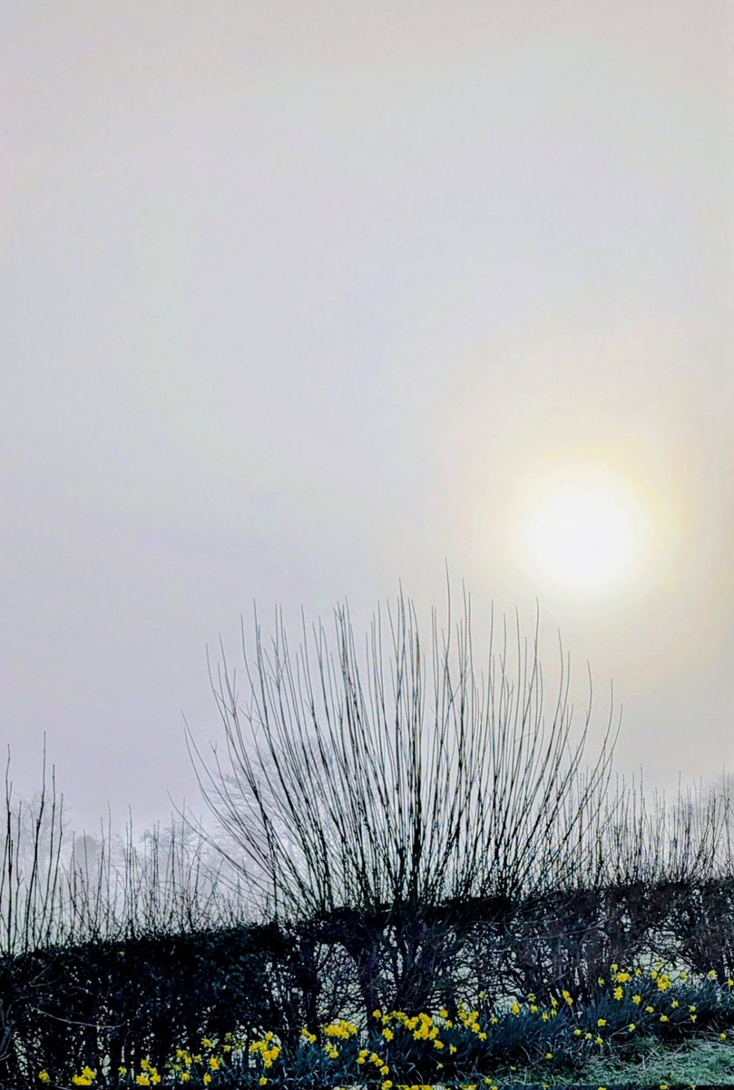 NotBadForHerAge's tweet image. A foggy start to the day but at least I can still see the daffodils 😊🌼 #goodmorning #daffodills #fog #cumbria