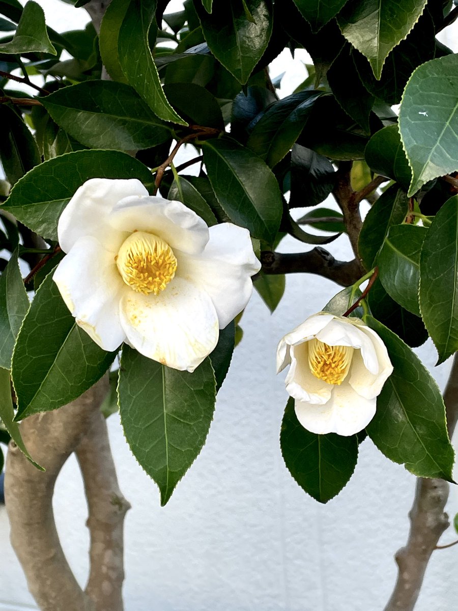 こだま和文 tweet media