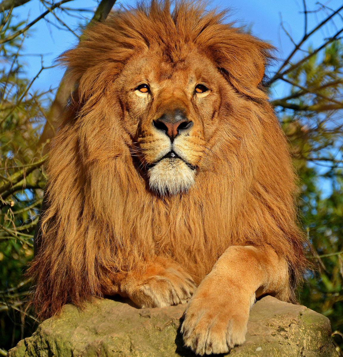 IgboHistoFacts's tweet photo. Lion is Ọdụm. Leopard is Agu. 

Retweet to educate someone https://t.co/Qi1PsYxjX9