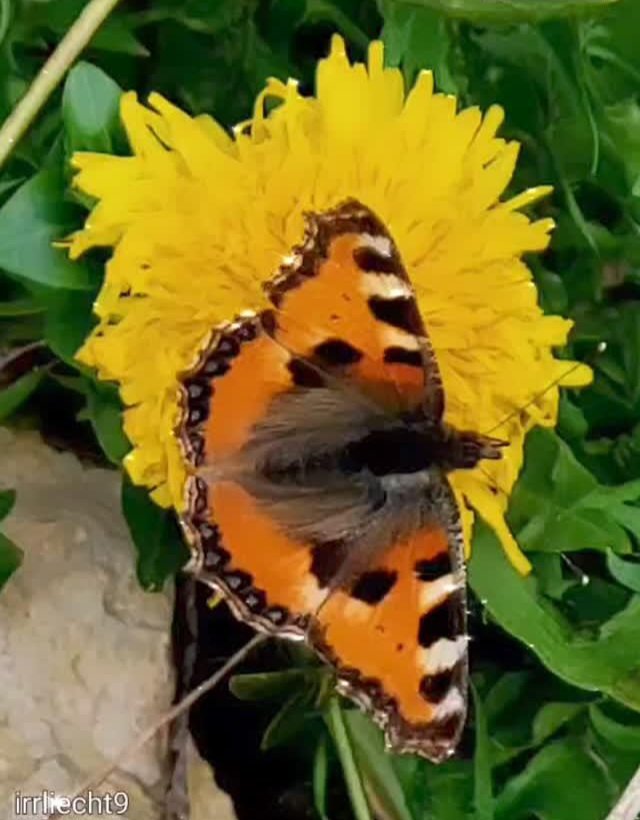 NitramSu tweet media