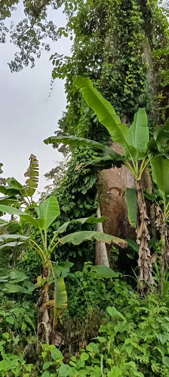 AbiluTangwa's tweet image. Imagine a 1,000-year-old tree: it has stored carbon for generations, sheltered rare birds &amp;amp; insects, held soil against floods.  
One bulldozer or fire later — gone for short-term gain.  
That silence is ecocide screaming.  
Protect what time built. #AncientTrees #ClimateCrisis