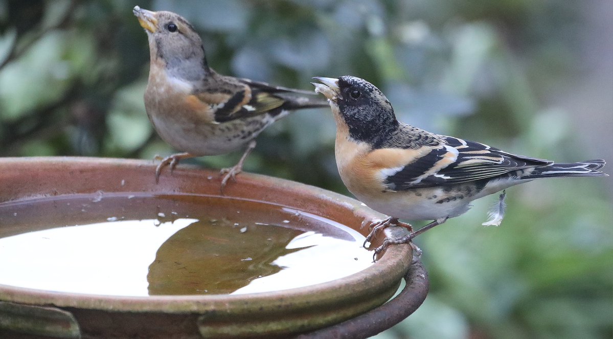 IsabelleVerbist tweet media