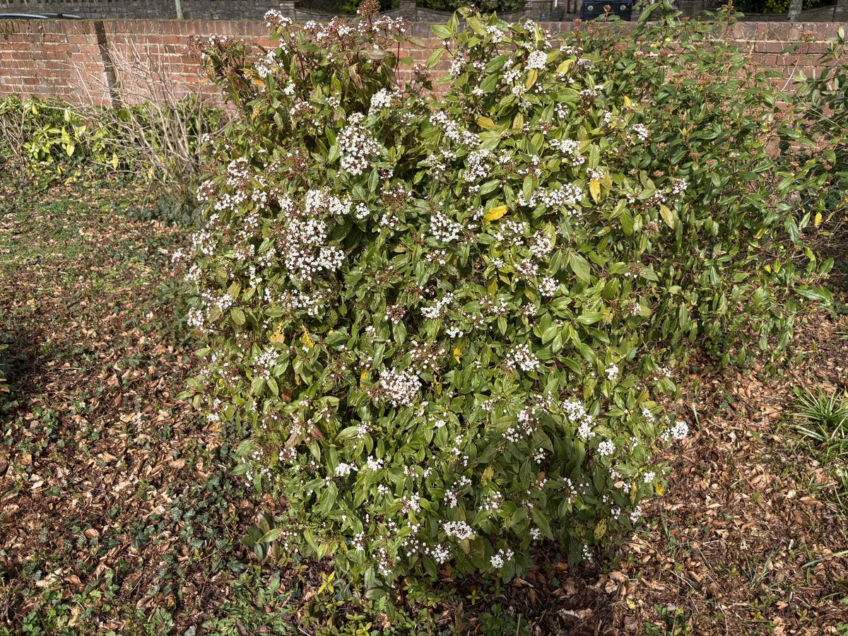 Exeter Trees tweet media