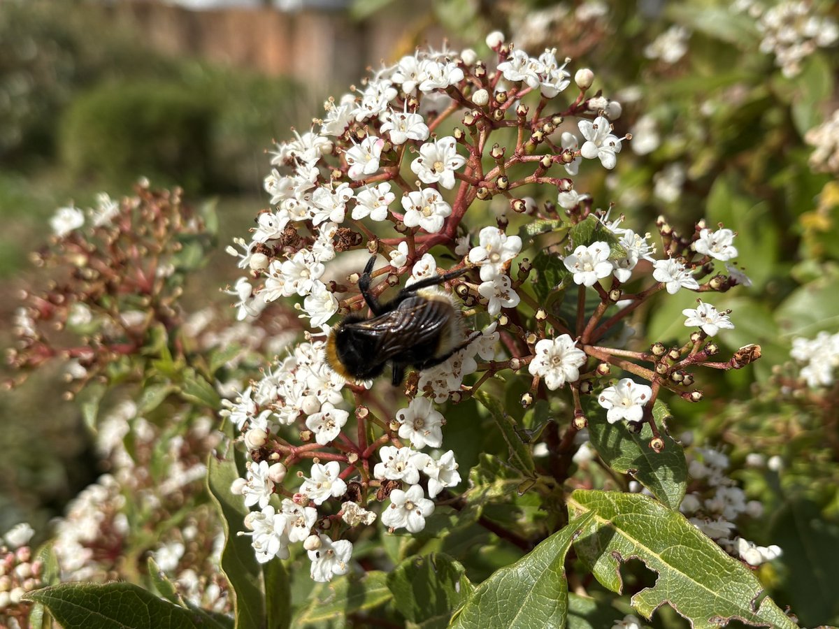 Exeter Trees tweet media
