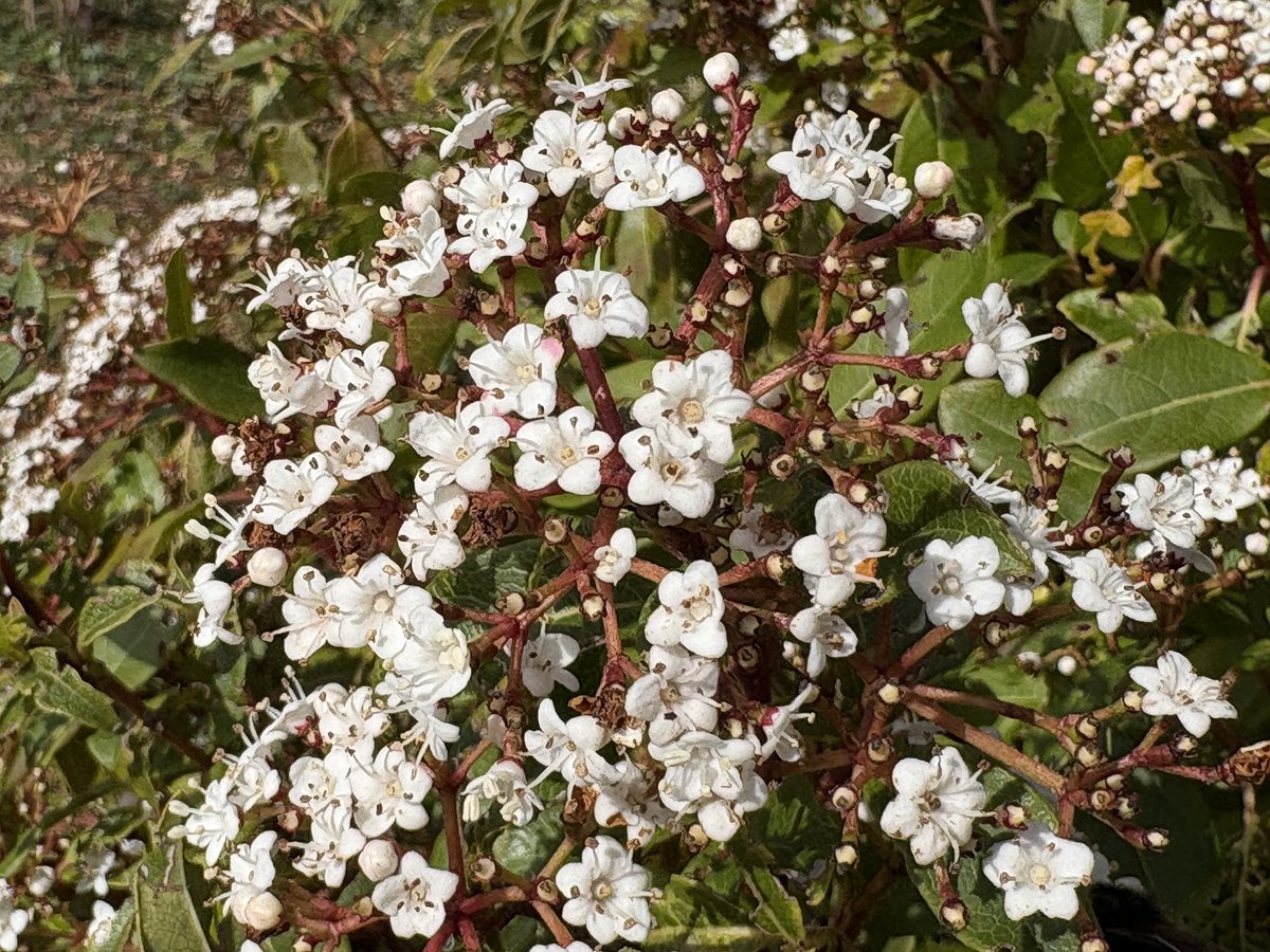 Exeter Trees tweet media