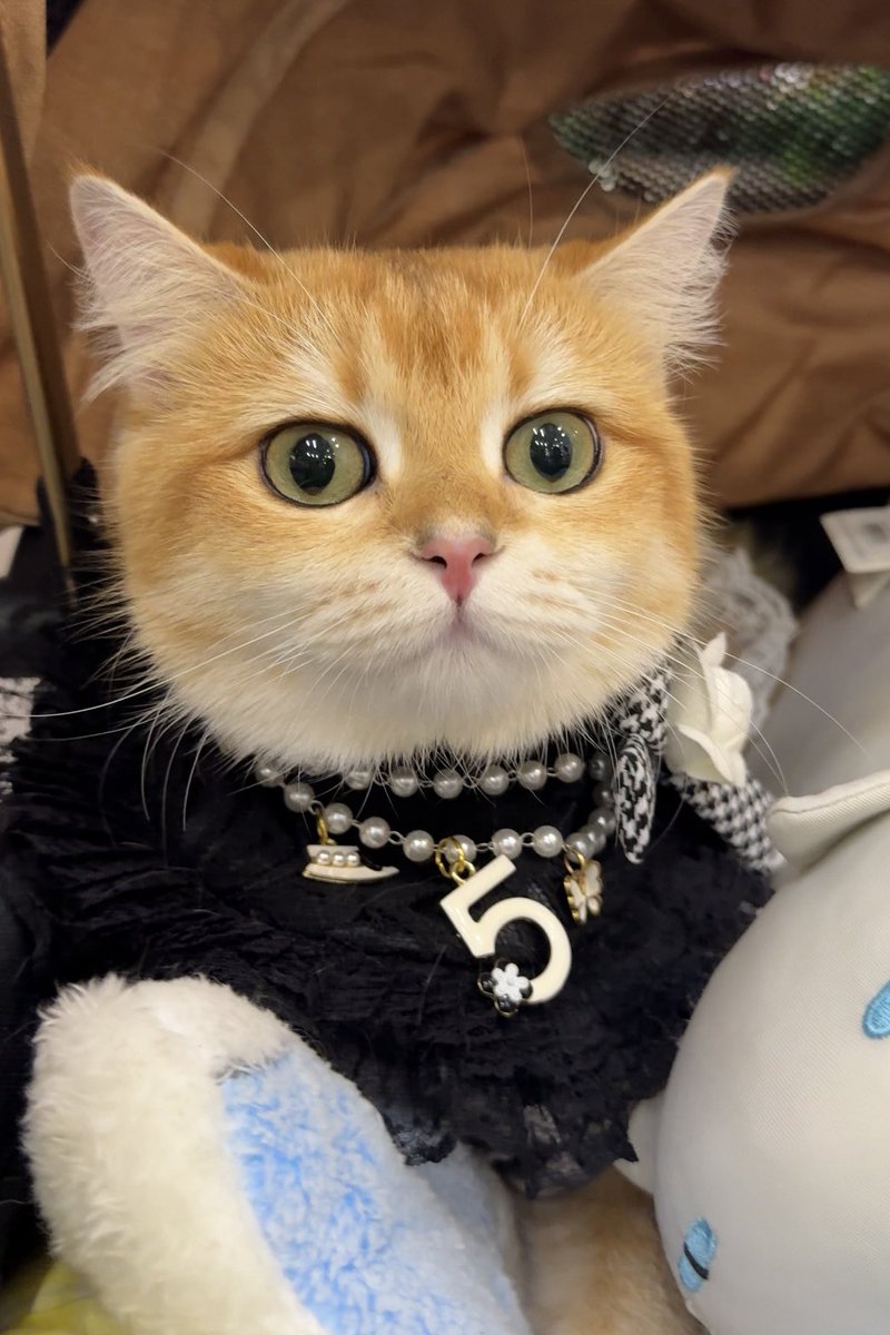 พีพี ◡̈ tweet media