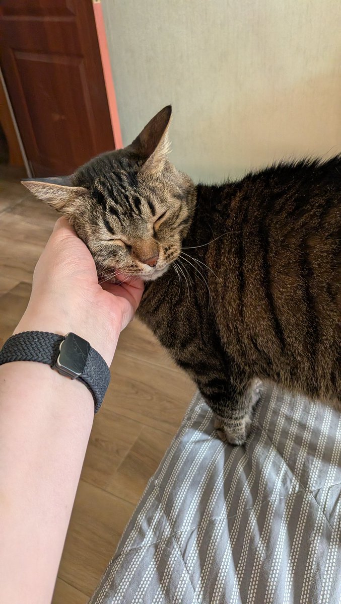 Половинка луны, меховые сыны tweet media