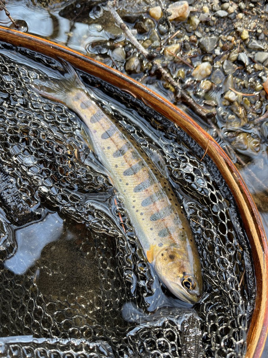 yw2Bl2TNfK18CjI's tweet image. 今日は釣り仲間とカップラーメン釣行🎣

元気なイワナ、ヤマメが遊んでくれました✨

#相方が 
#水没で途中撤退 
#omg 
#千曲川水系