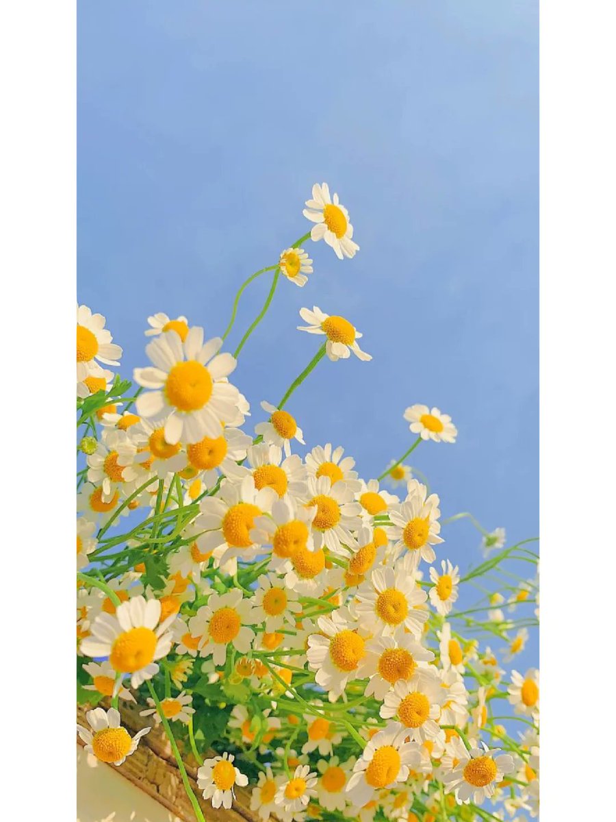 Alva Jinn tweet media