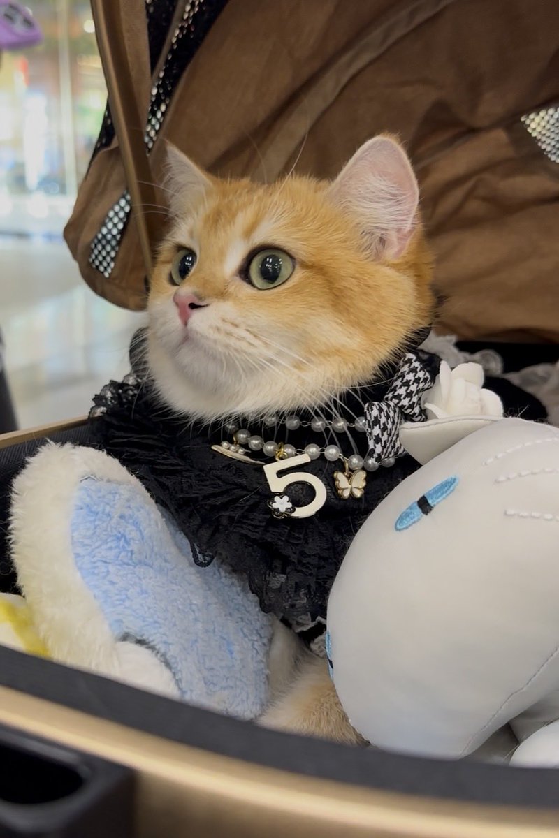 𝗭𝗲𝗿𝗼 *ੈ✮ tweet media