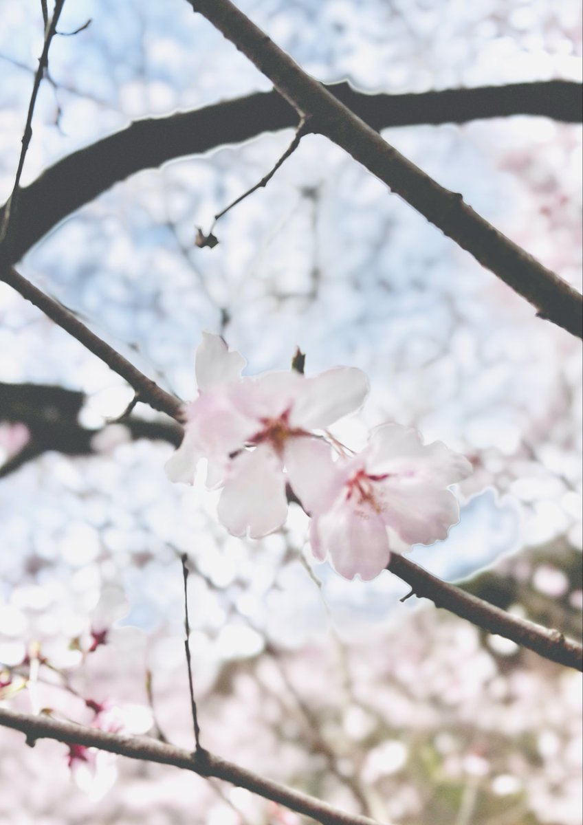 僧侶もこ(▼・ᴥ・▼) 🐾 tweet media