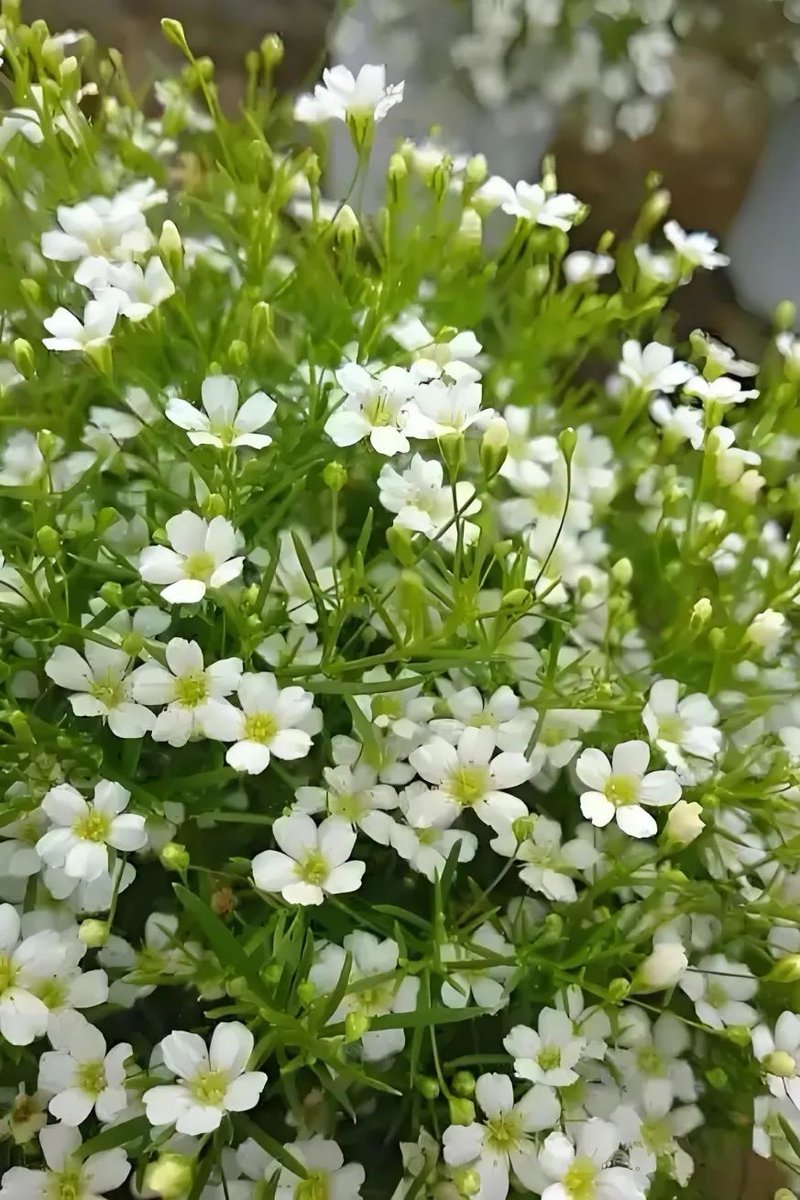 PinLink | Official Announcements tweet media