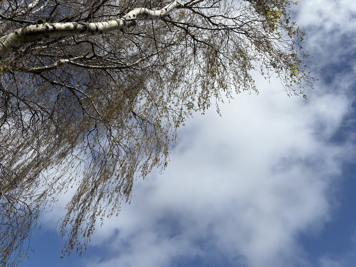 Exeter Trees tweet media