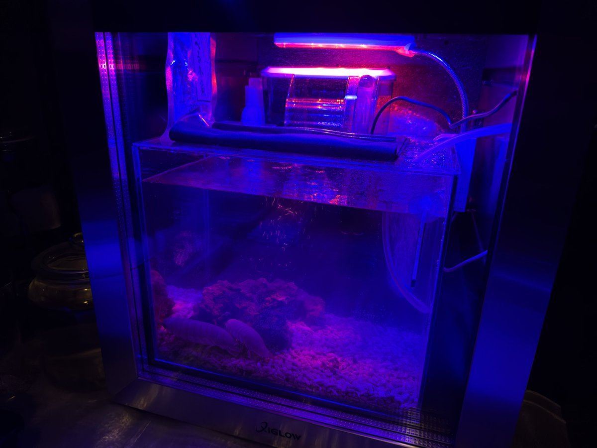 デストロイ=ハカイ tweet media