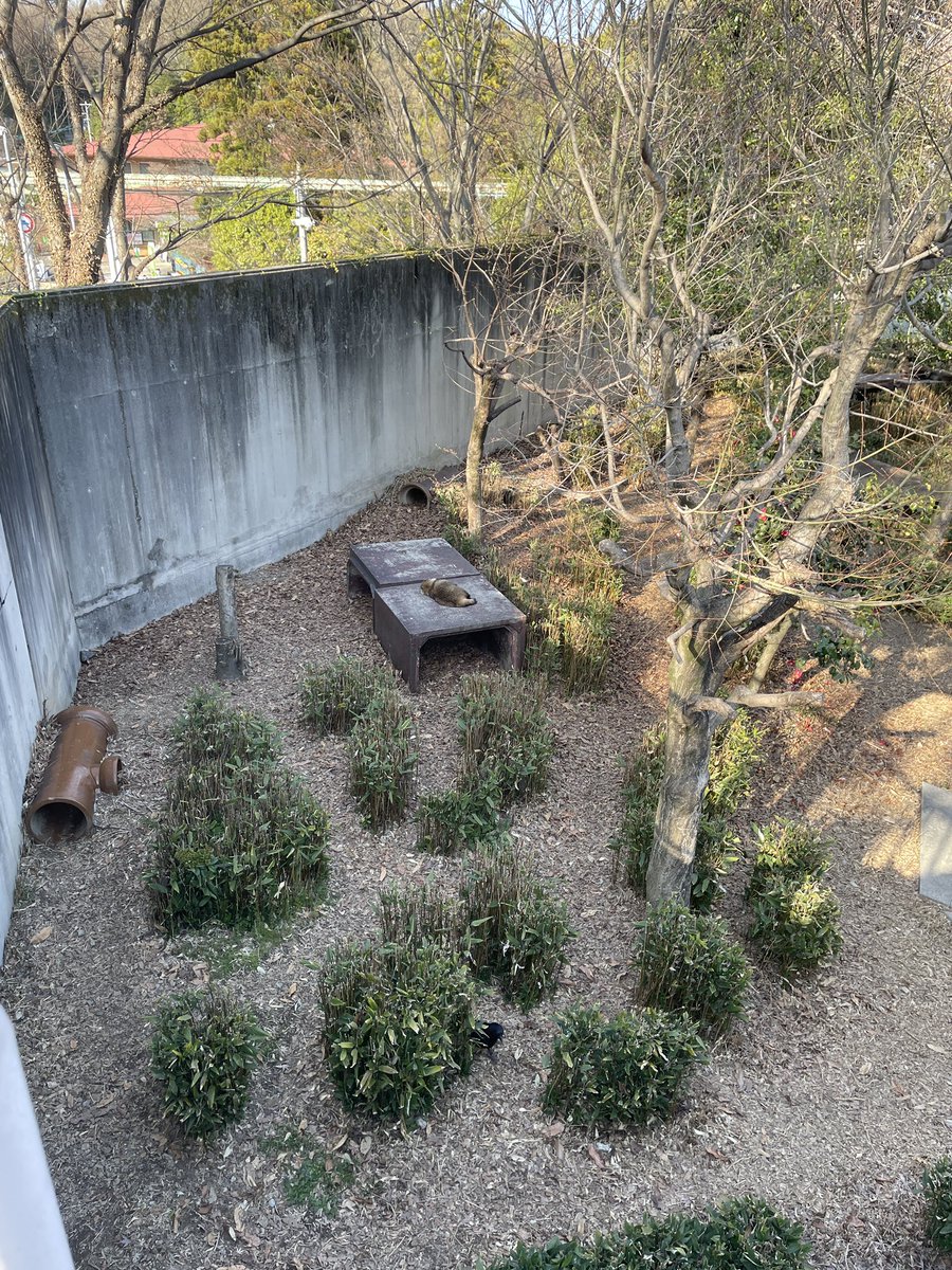 たぬがみ tweet media