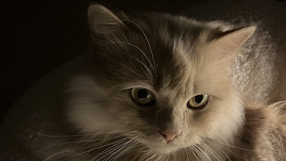 🐈⬛ྀི tweet media