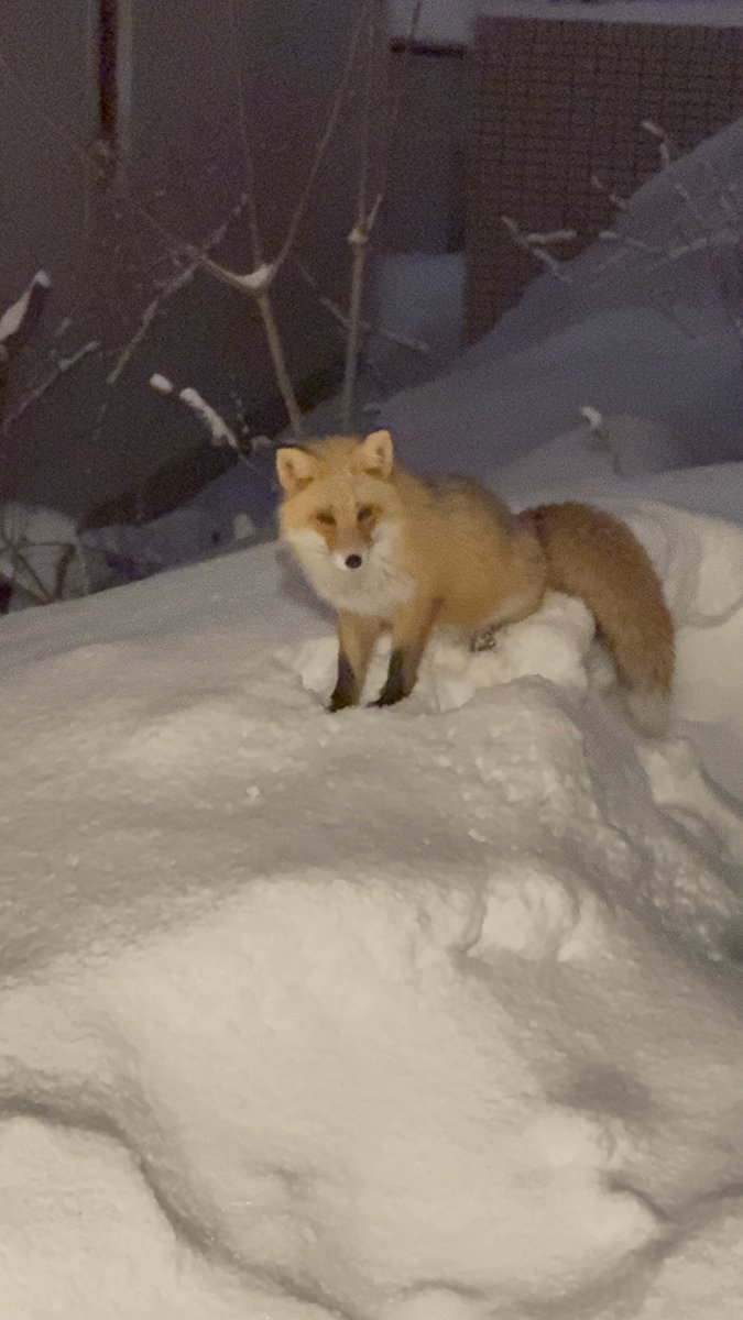 LouisLouis tweet media