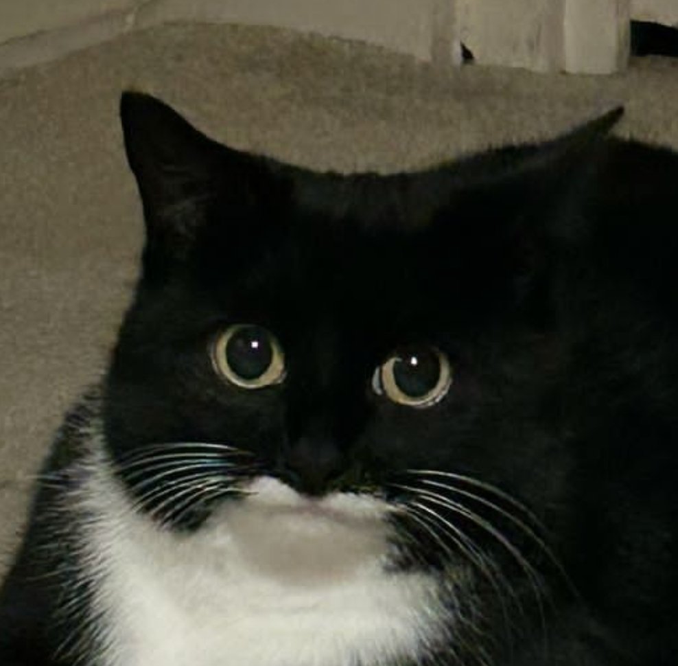 секрет цвіту папороті 🧚‍♀️✨️🌸 tweet media