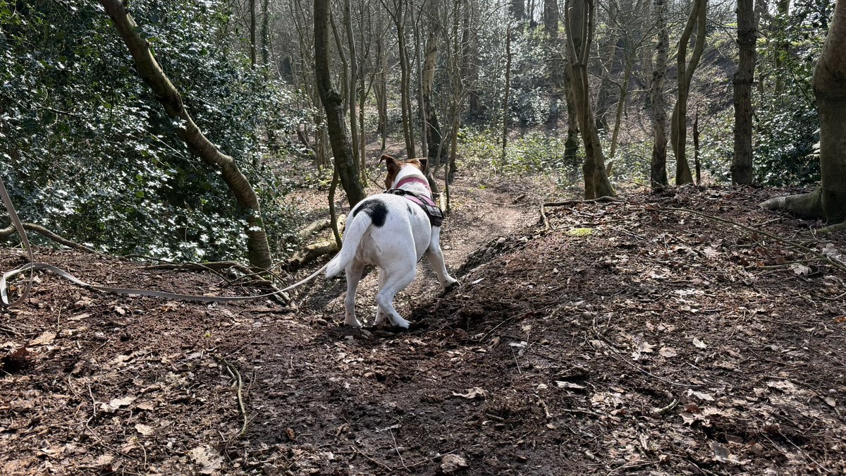 Mister Milo tweet media