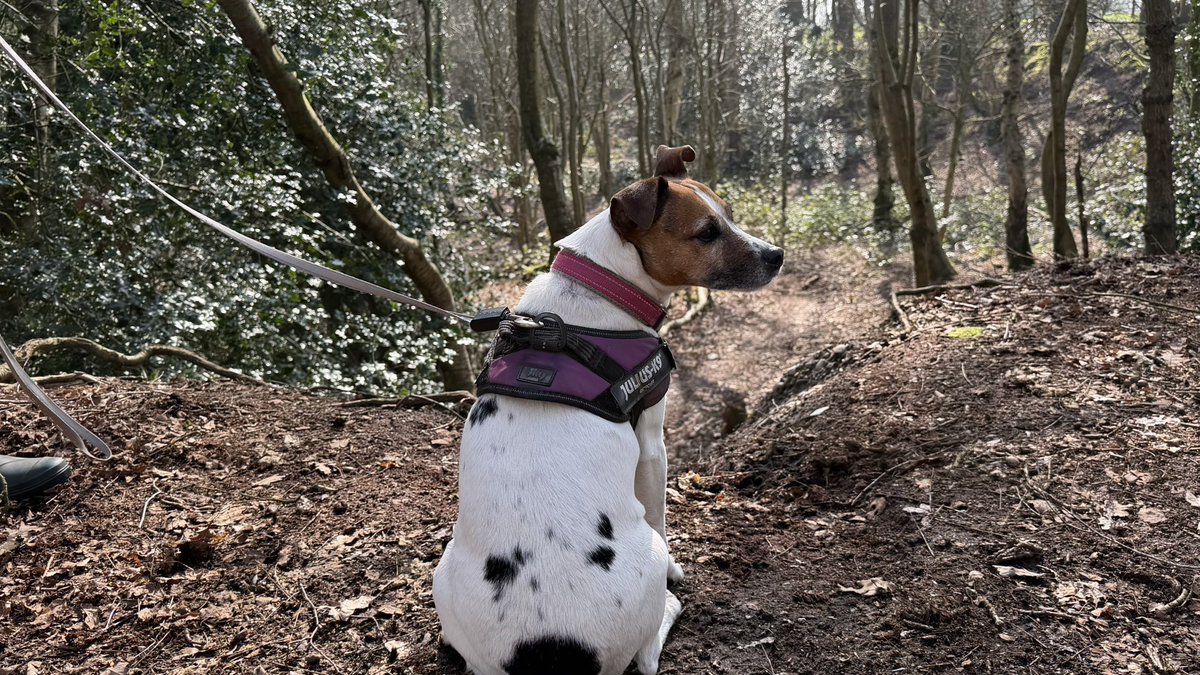 Mister Milo tweet media