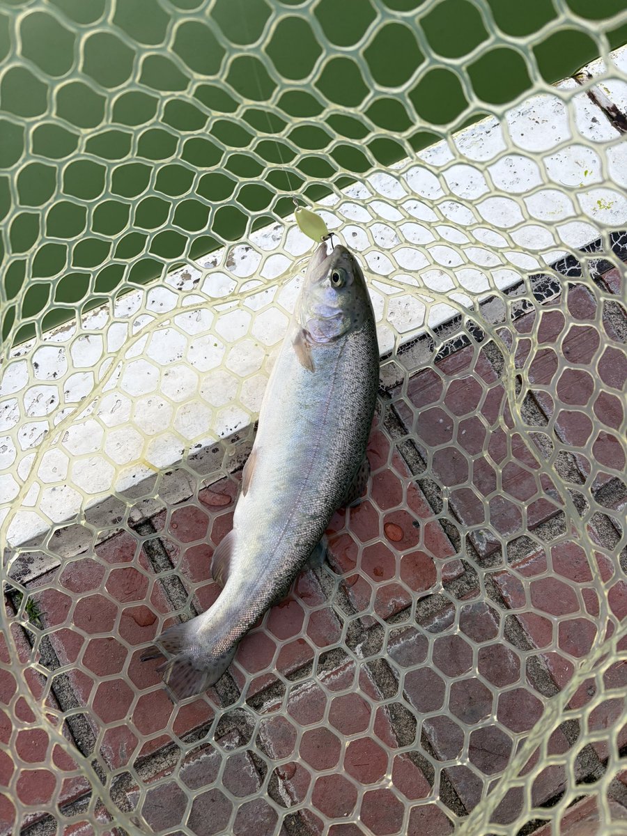 ジャンボがんもどき tweet media