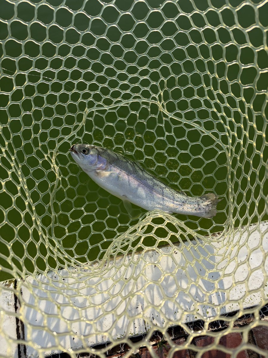 ジャンボがんもどき tweet media