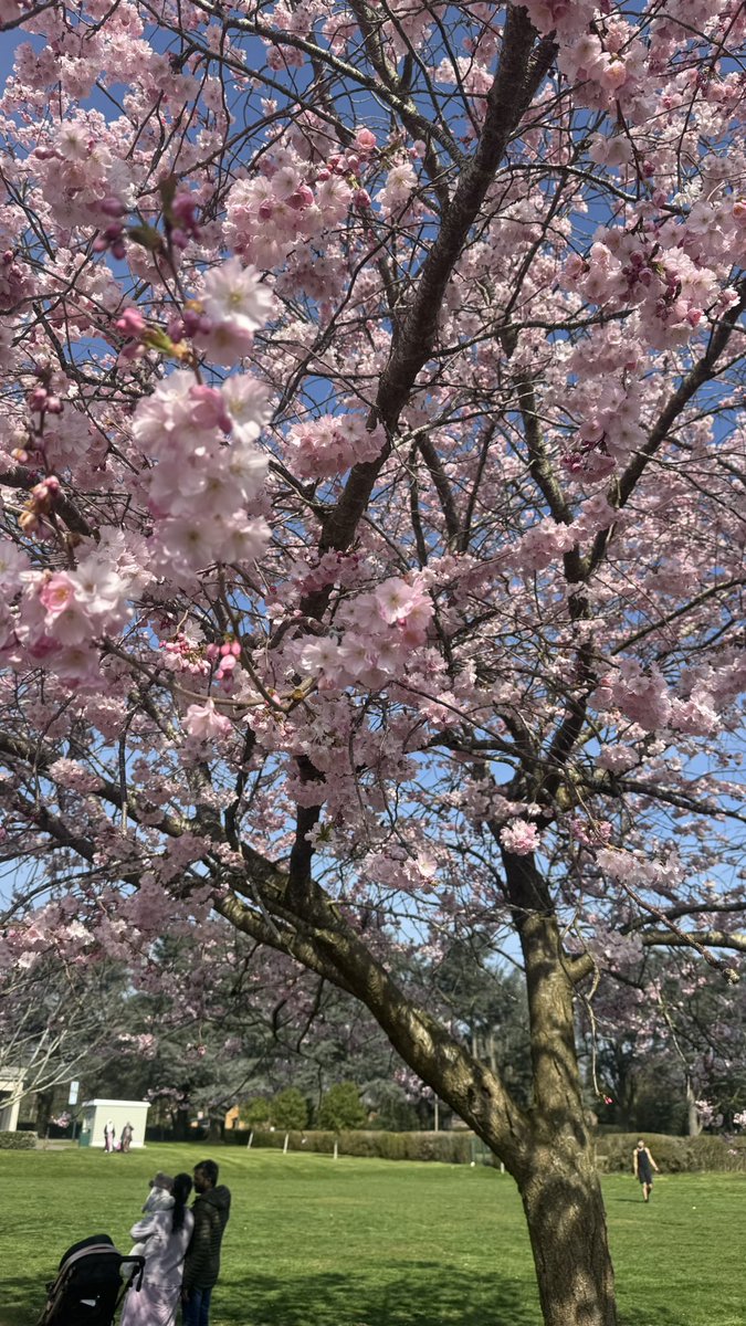 zura-zura tweet media