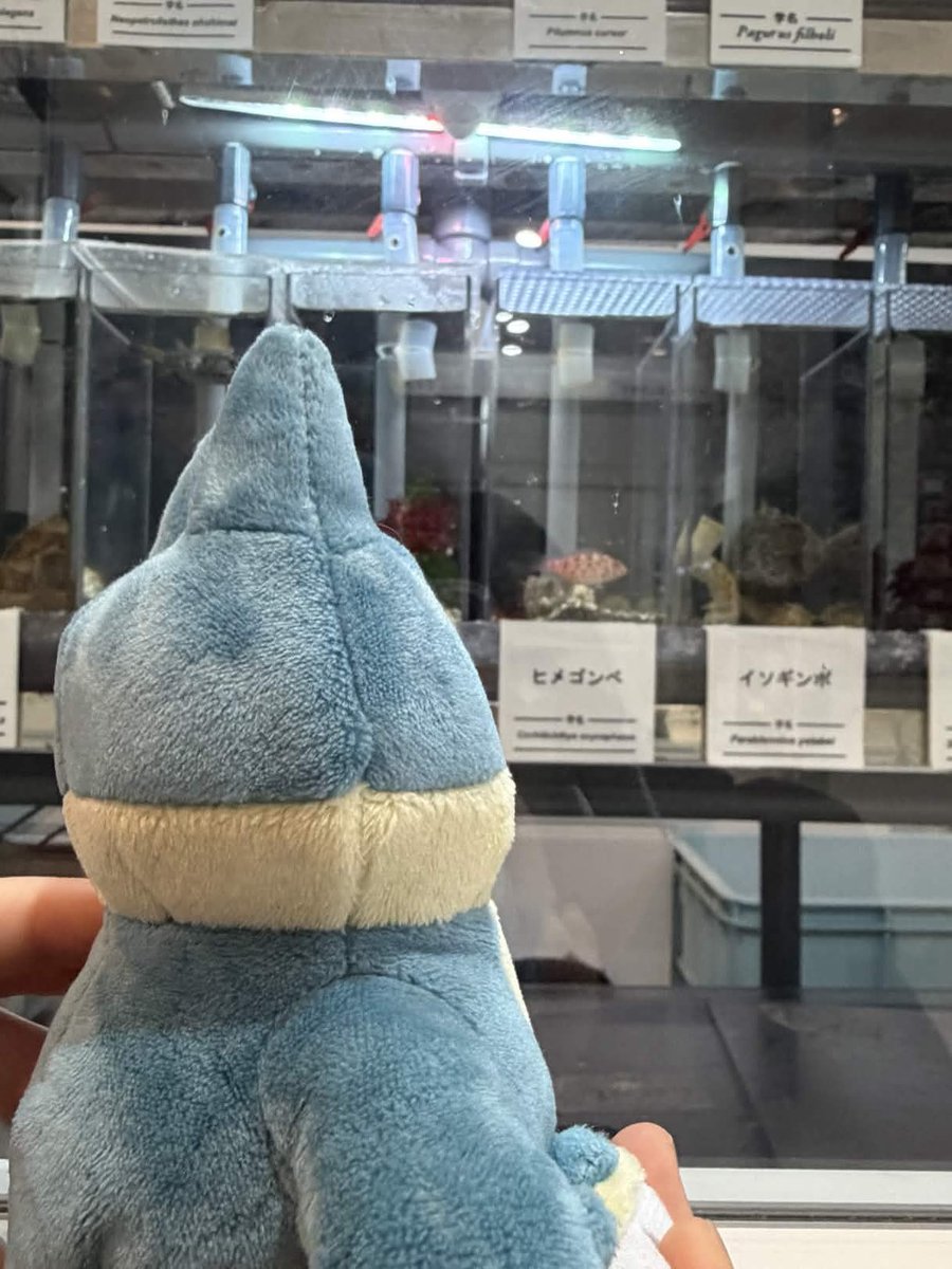 K-forest🐱🌲 tweet media