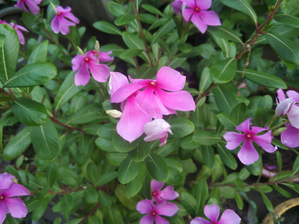 oscar bailey tweet media