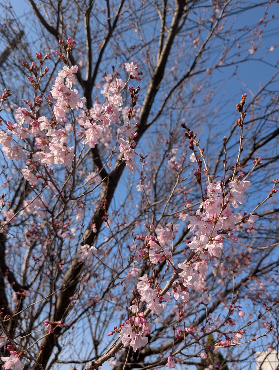 炎龍(Enryu)🐦️💫 tweet media