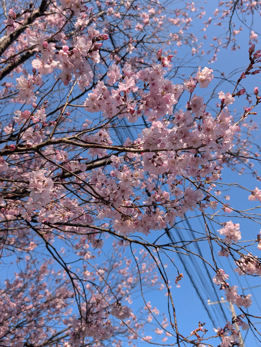 炎龍(Enryu)🐦️💫 tweet media