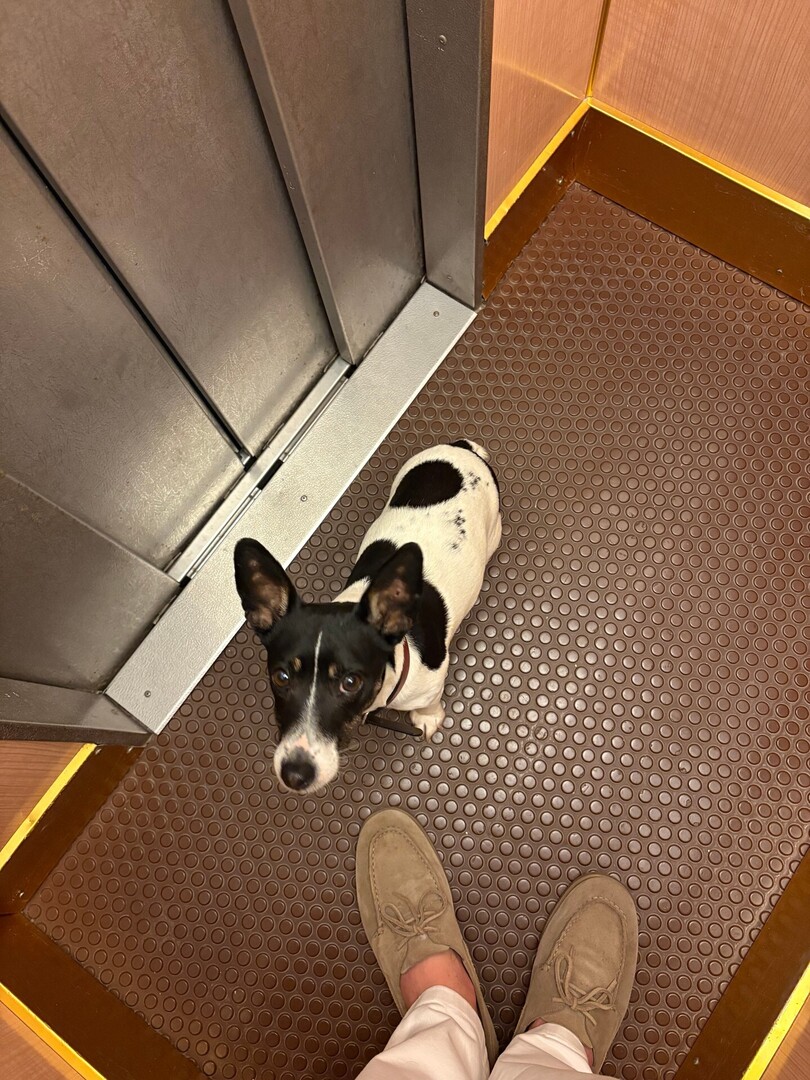 VigiPets.fr tweet media