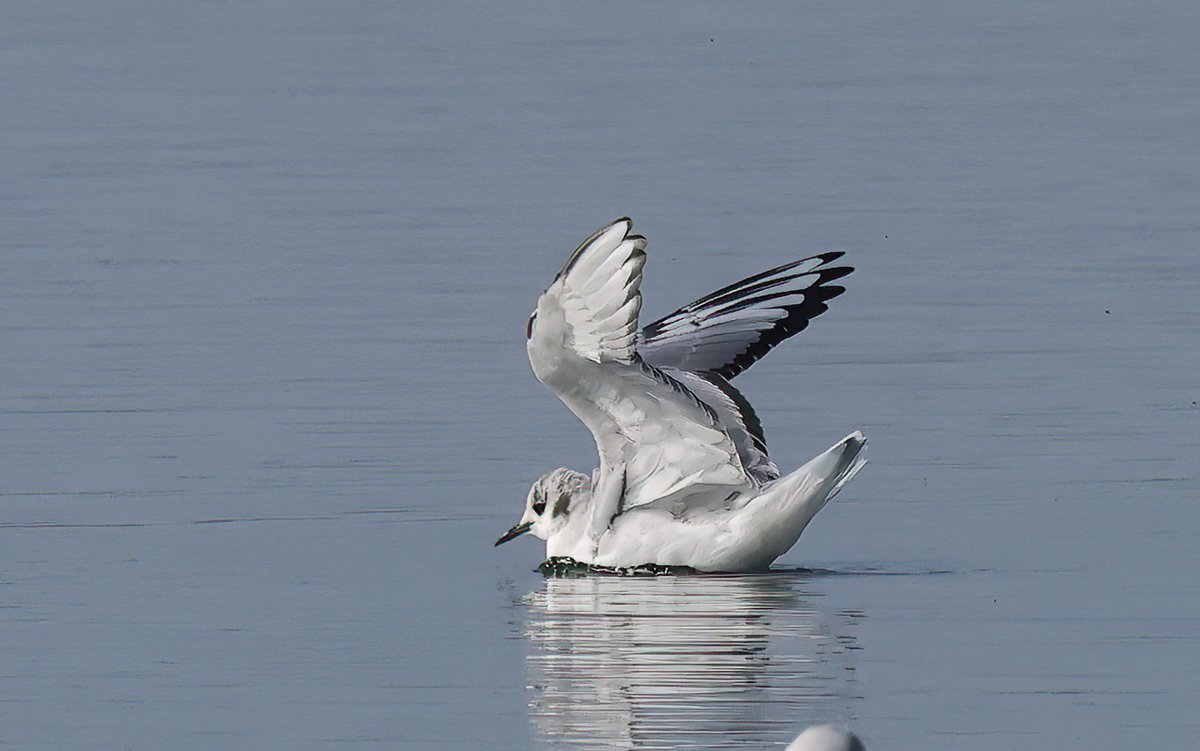 James Packer tweet media