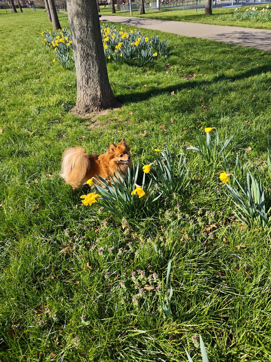 Shinybluezoo- Jane tweet media