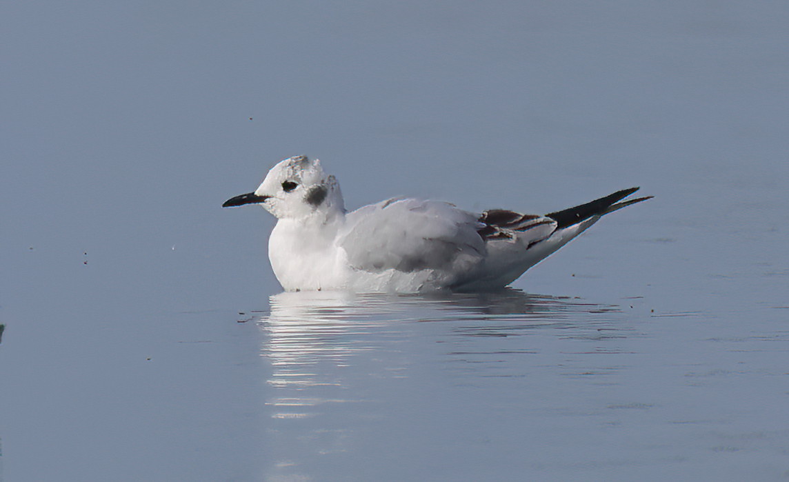 James Packer tweet media