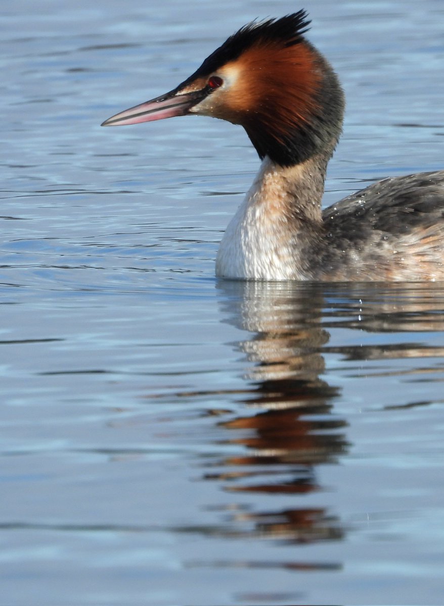 Bwarropics tweet media