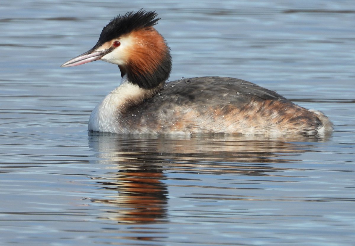 Bwarropics tweet media