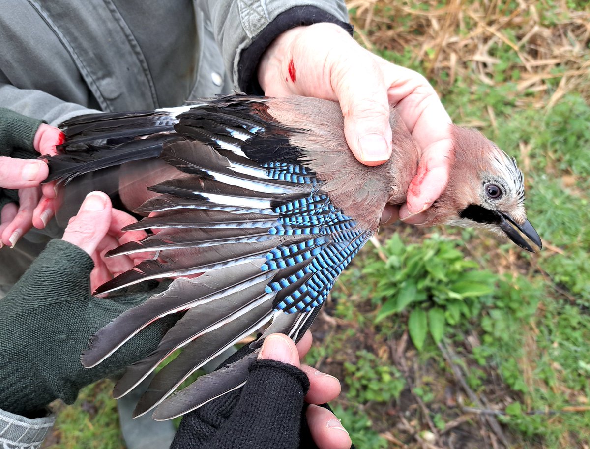 GrahamDeacon12's tweet image. Early fog at Sevenhampton soon cleared into a warm sunny spring morning. 4 Chiffchaff ringed &amp;amp; plenty more around. We also caught a surprise new Marsh Tit along with a Jay that had the usual attitude problems #birdringing #migration