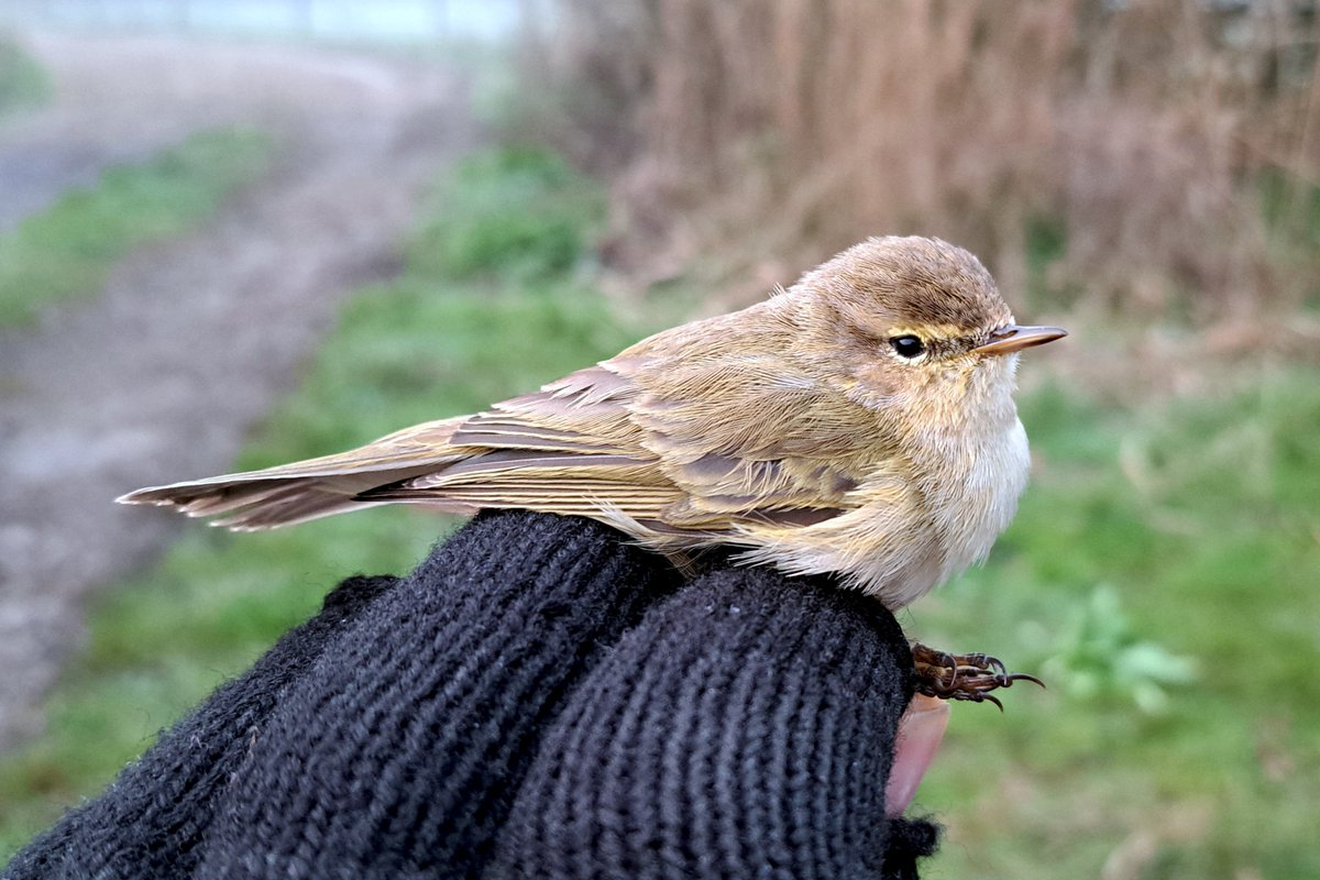 GrahamDeacon12's tweet image. Early fog at Sevenhampton soon cleared into a warm sunny spring morning. 4 Chiffchaff ringed &amp;amp; plenty more around. We also caught a surprise new Marsh Tit along with a Jay that had the usual attitude problems #birdringing #migration